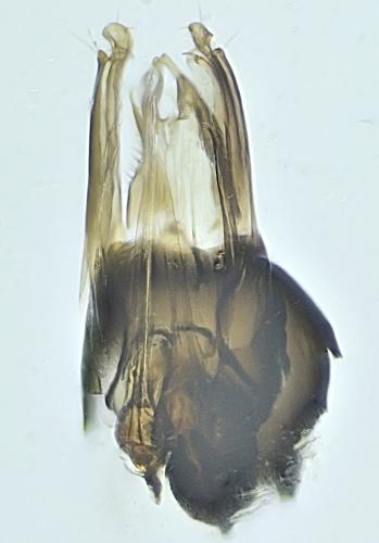 Medetera sp.
